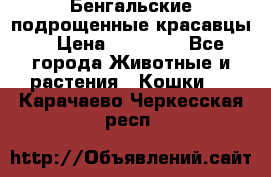 Бенгальские подрощенные красавцы. › Цена ­ 20 000 - Все города Животные и растения » Кошки   . Карачаево-Черкесская респ.